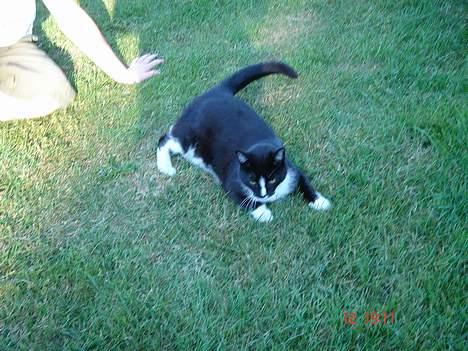 Blanding af racer Russi - oh YEAH billede 6