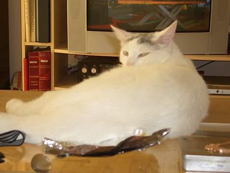 Blanding af racer Ib billede 15