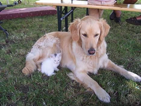 Blanding af racer Tinker billede 2