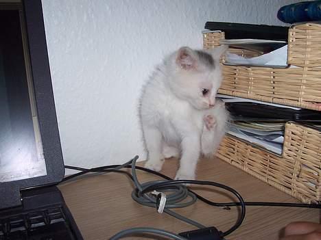 Blanding af racer Tinker billede 3