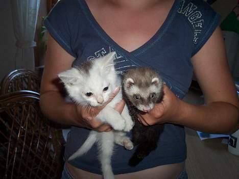 Blanding af racer Tinker billede 4