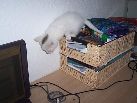 Blanding af racer Tinker billede 5