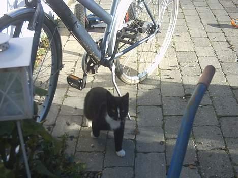 Blanding af racer Lille mus... billede 17