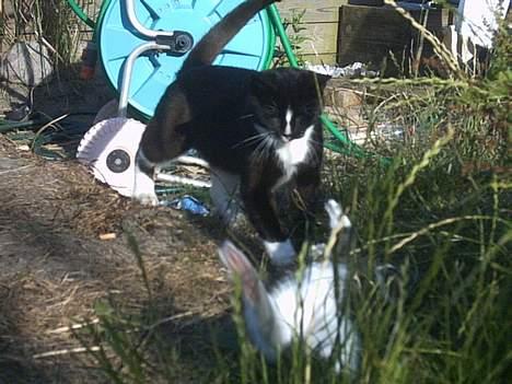 Blanding af racer Lille mus... billede 18