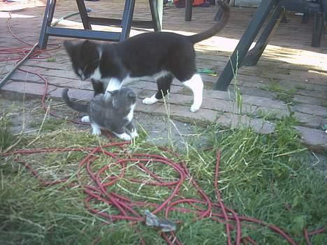 Blanding af racer Lille mus... billede 19