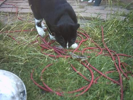 Blanding af racer Lille mus... billede 20