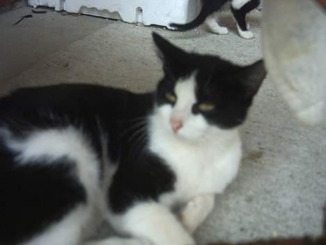 Blanding af racer Minie †R.I.P† :´( billede 2