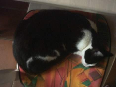 Blanding af racer Minie †R.I.P† :´( billede 3