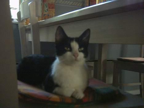 Blanding af racer Minie †R.I.P† :´( billede 4