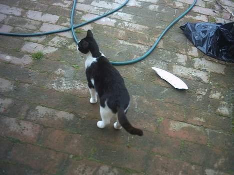 Blanding af racer Minie †R.I.P† :´( billede 5