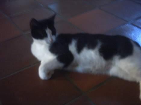 Blanding af racer Minie †R.I.P† :´( billede 6