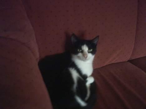 Blanding af racer Minie †R.I.P† :´( billede 7