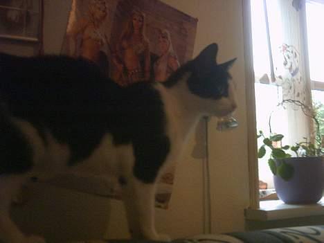 Blanding af racer Minie †R.I.P† :´( billede 8