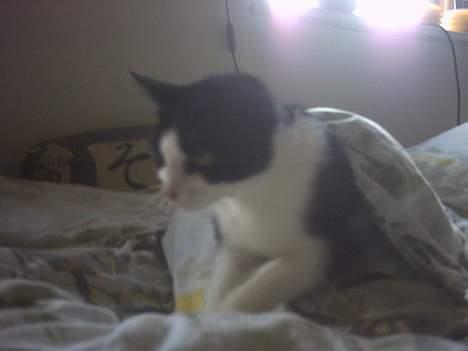 Blanding af racer Minie †R.I.P† :´( billede 9