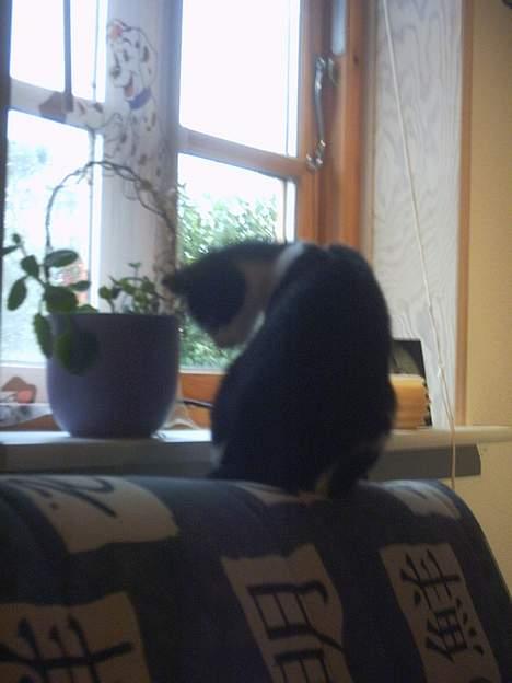 Blanding af racer Minie †R.I.P† :´( billede 10