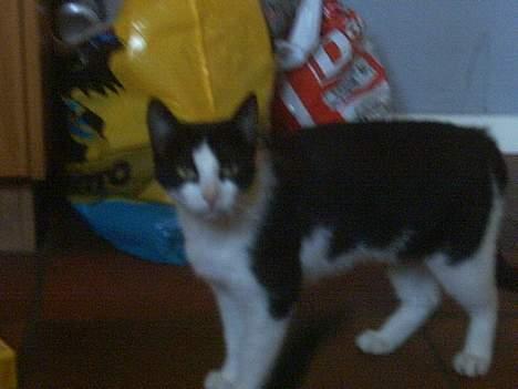 Blanding af racer Minie †R.I.P† :´( billede 11