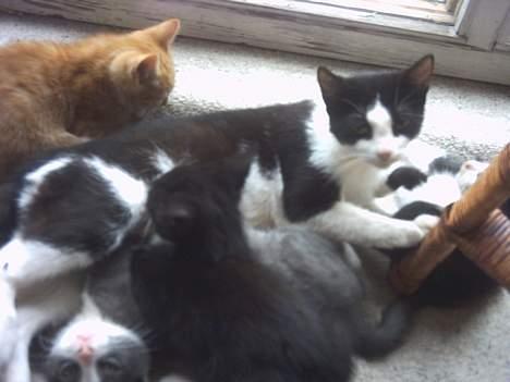 Blanding af racer Minie †R.I.P† :´( billede 12