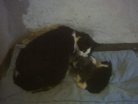 Blanding af racer Minie †R.I.P† :´( billede 13