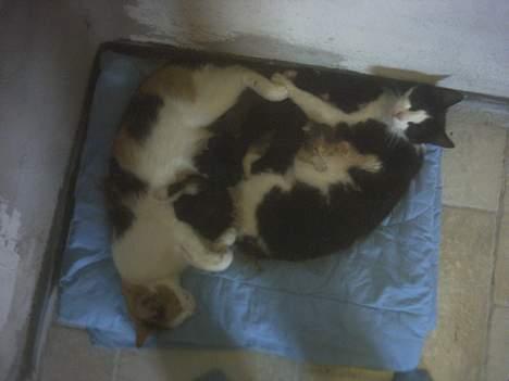 Blanding af racer Minie †R.I.P† :´( billede 14