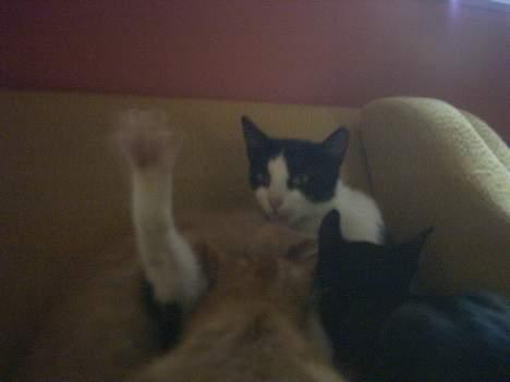 Blanding af racer Minie †R.I.P† :´( billede 15