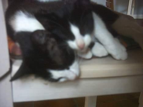 Blanding af racer Minie †R.I.P† :´( billede 16