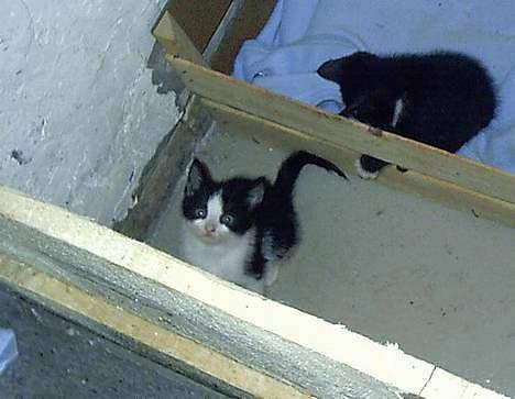 Blanding af racer Minie †R.I.P† :´( billede 17