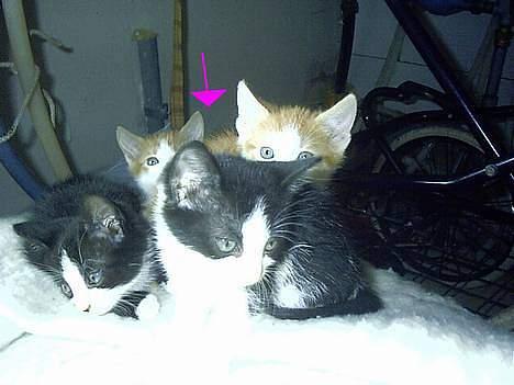 Blanding af racer Minie †R.I.P† :´( billede 18