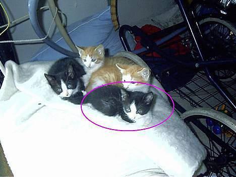 Blanding af racer Minie †R.I.P† :´( billede 19