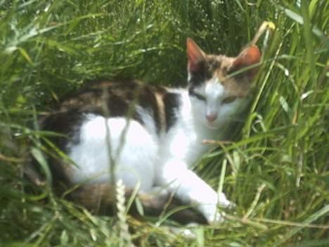 Blanding af racer Mulle †DØD† :'( billede 11