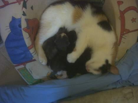 Blanding af racer Mulle †DØD† :'( billede 12