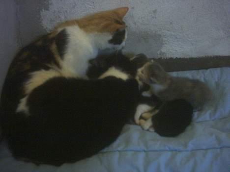 Blanding af racer Mulle †DØD† :'( billede 13