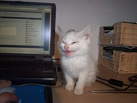 Blanding af racer Tinker billede 6