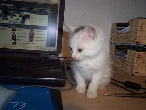 Blanding af racer Tinker billede 7