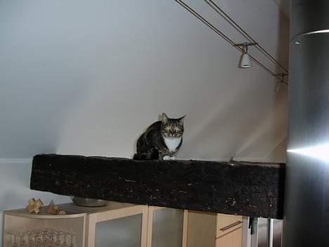 Huskat Cabella - Fanget på mit yndlingsgemmested...... Her kan Nala nemlig ikke komme op *S* billede 10