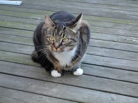 Huskat Cabella - Er det en fugl jeg hører????? billede 11