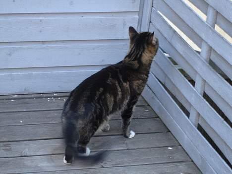 Huskat Cabella - Er der nogle på den anden side??? billede 12