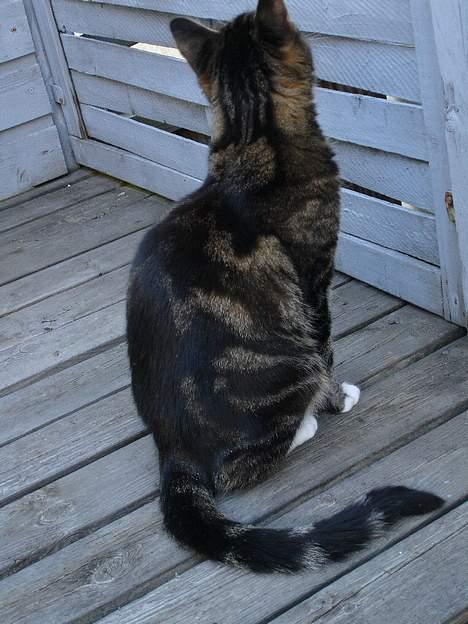 Huskat Cabella - Jo, jeg synes jeg kan se noget...... billede 13