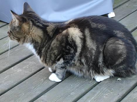 Huskat Cabella billede 14