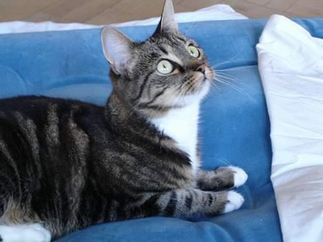 Huskat Cabella billede 15