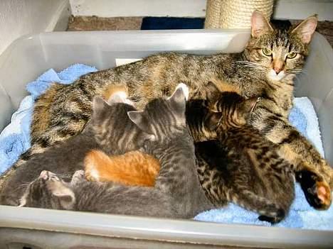 Blanding af racer Musen - Musen med killinger 4 uger gamle billede 1