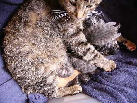 Blanding af racer Musen - Musen 3 timer inde i fødslen 6 juni billede 2