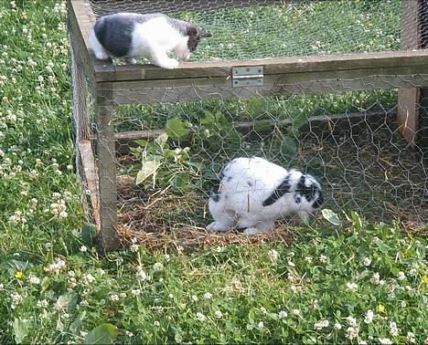 Blanding af racer kisling (død) - mig som killing hvor kommer man ind billede 19