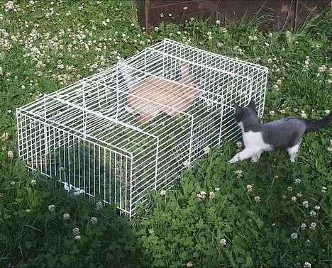 Blanding af racer kisling (død) - mig som killing nøj en kanin billede 20