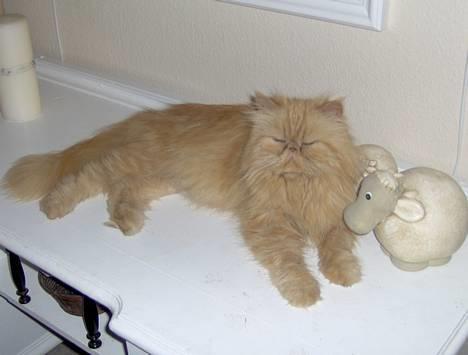 Perser Sille(død) - Gør mig lige lækker foran kameraet! billede 1