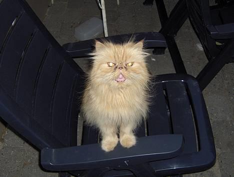 Perser Sille(død) - Miaavv..... billede 2