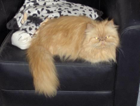 Perser Sille(død) billede 3