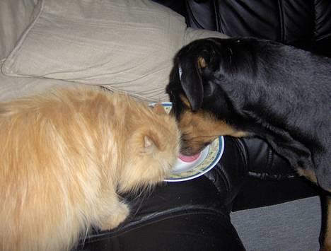 Perser Sille(død) - Hvor er det hyggeligt at kunne dele! billede 4