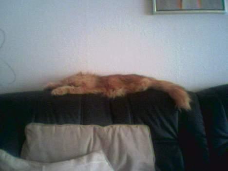 Perser Sille(død) - Flader lige ud på sofaen... billede 5