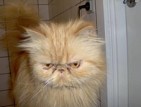 Perser Sille(død) billede 6