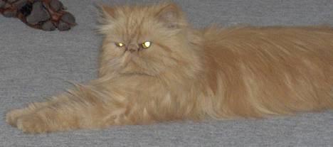 Perser Sille(død) billede 7